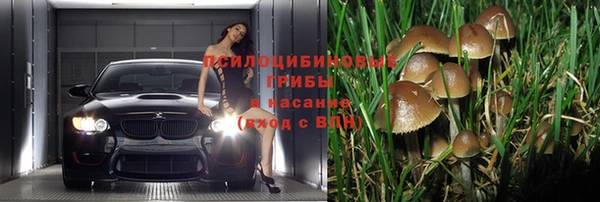 сатива Арсеньев